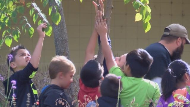fourth grade students reaching up to touch a tree