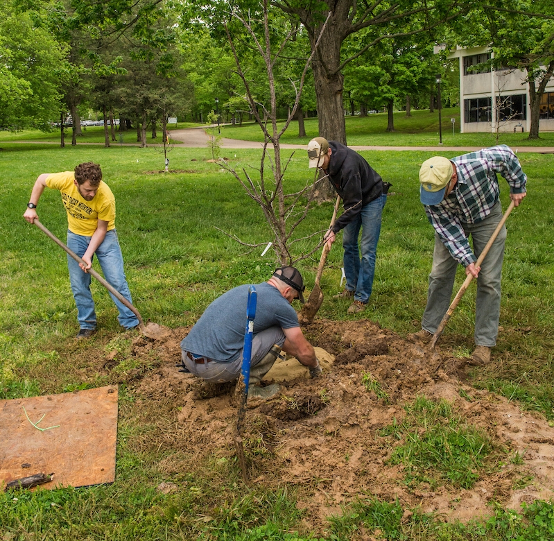 four people digging to plant a tree