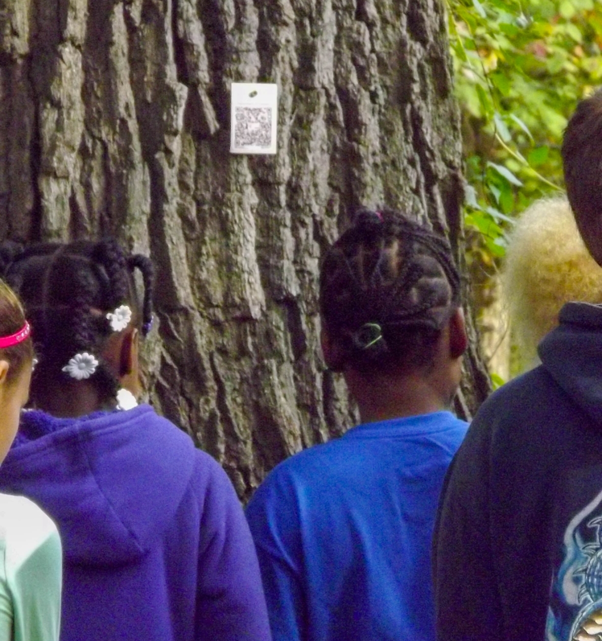 QR code attached to a tree