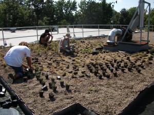 Green Roof Work