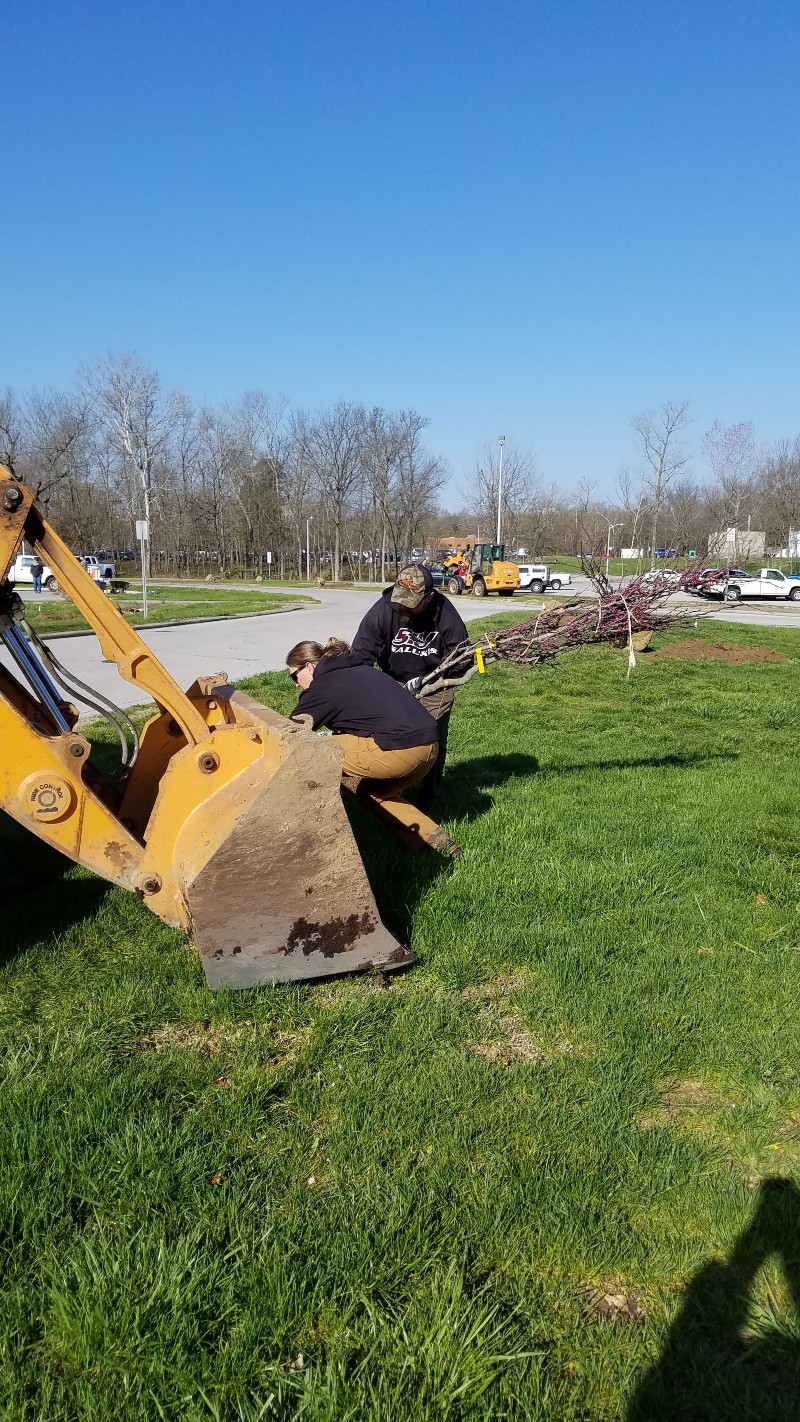 people helping to plant a tree