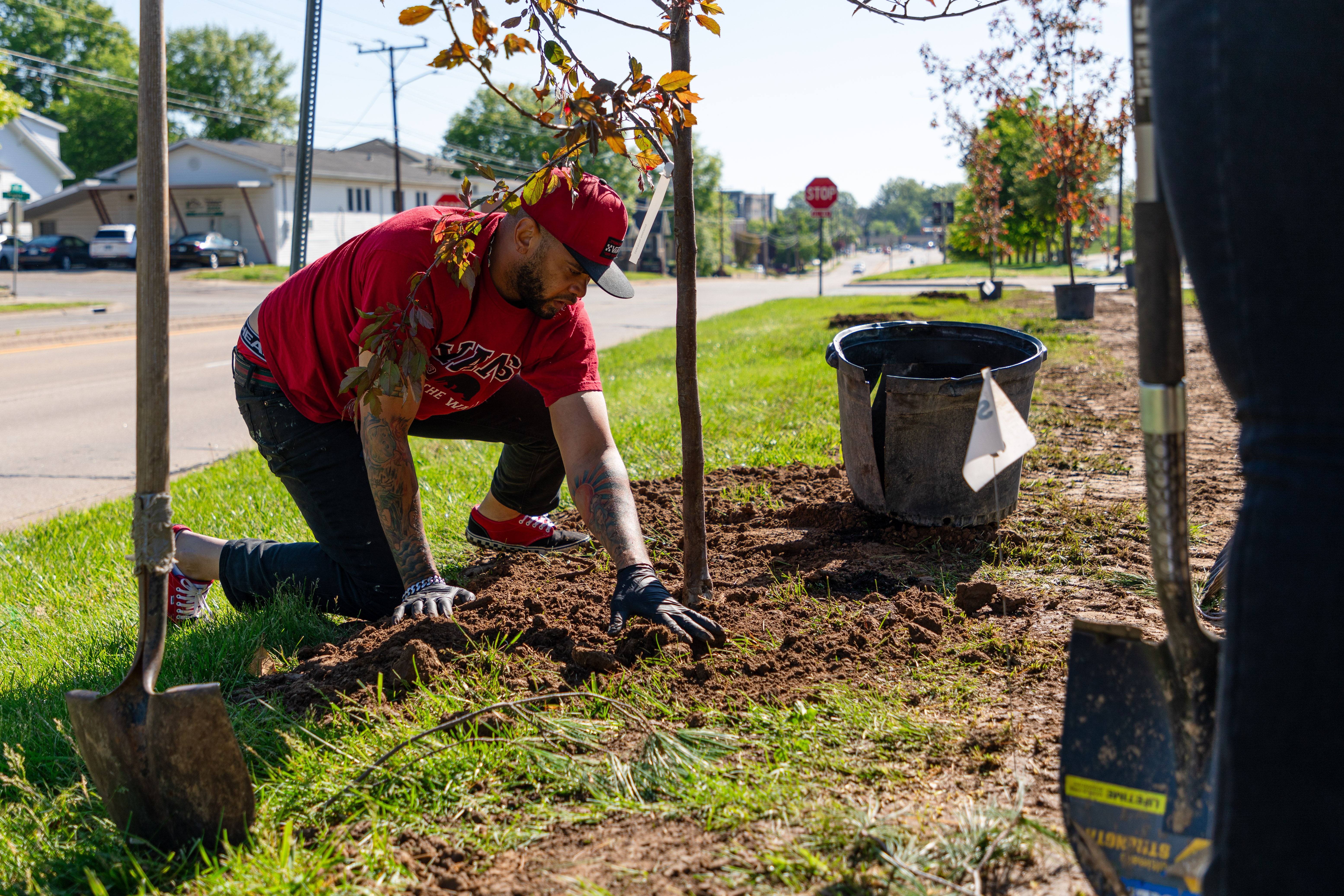 someone planting a tree